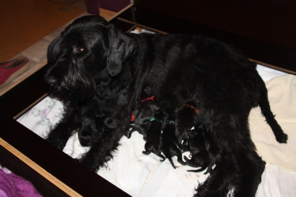 Pinut un Ihre Baby`s Pinut un Ihre Baby`s